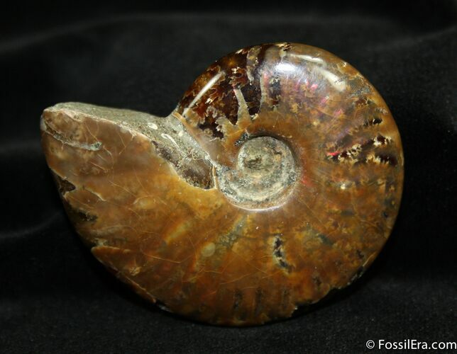 Polished Madagascar Ammonite Inches #974
